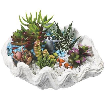 【父の日】多肉植物寄せ植え「シェル」の画像